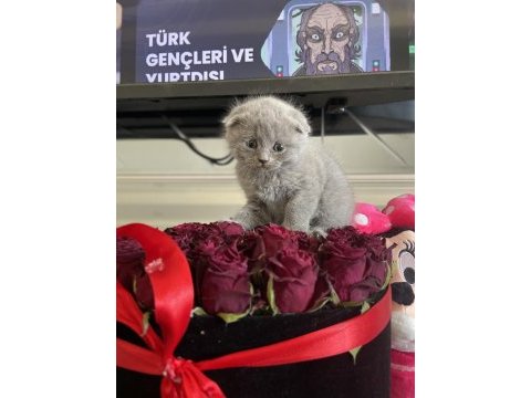 Scottish fold dişi erkek yavrular