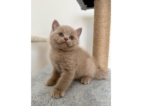 Safkan british fawn dişi