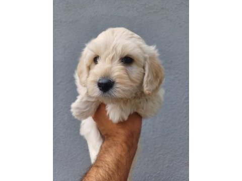 Arthur ve sakızın maltipoo yavruları