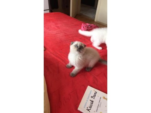 Safkan scottish fold minnaklar