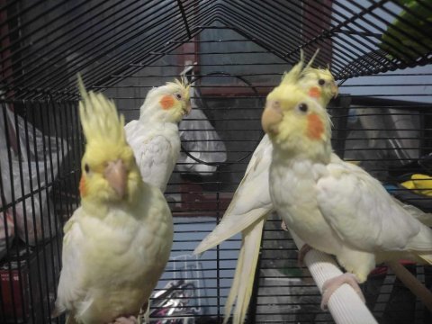 Yavru lutino sultan papağanlar