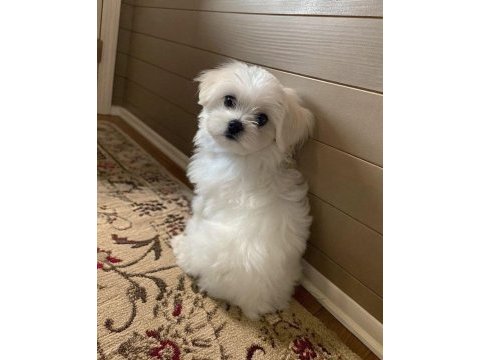 Maltipoo yavrularımız