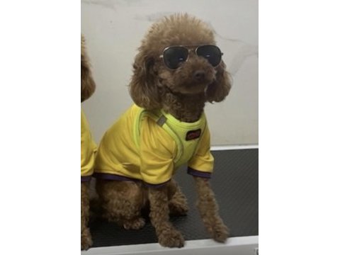 Poodle kızımız