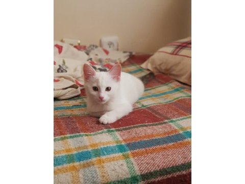 Anne norveç orman kedisi melez adı kıymet