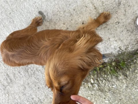 Antalya uygun fiyatlı cocker