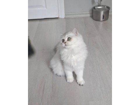 British longhair ns12 dişi 6 aylık