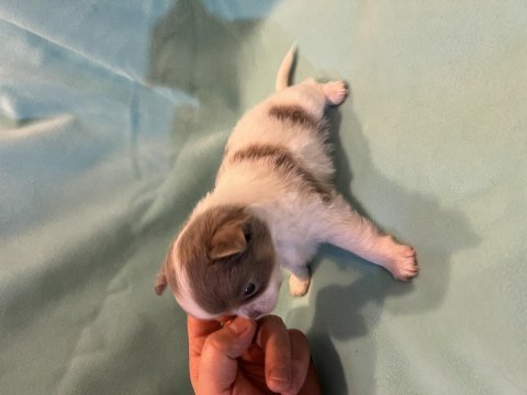 Bulgaristan kan hattı nadir teacup micro şivava yavrular
