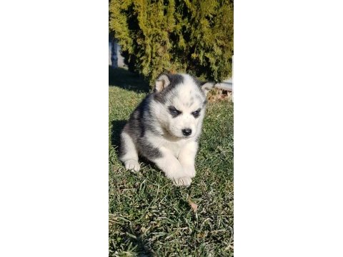 Masmavi gözlü safkan husky yavruları
