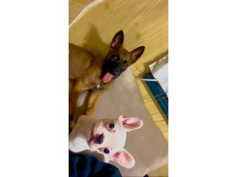 Bembeyaz tatlı french bulldog
