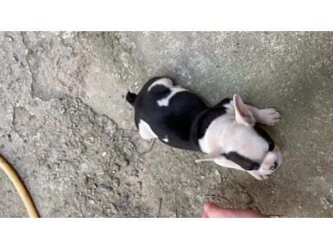 2 aylık french bulldog