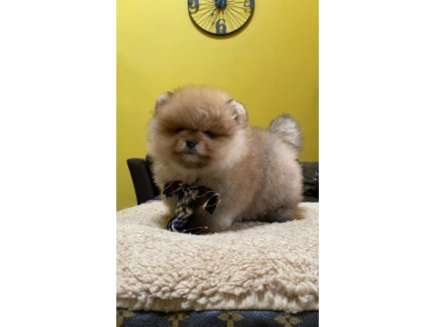 Pomeranian boo yavrular