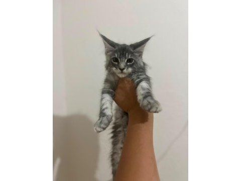 Safkan maine coon yavruları anne ve baba scr kayıtlı