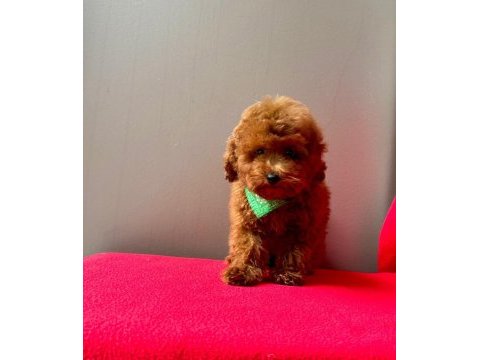Orjinal 0 numara toy poodle yavrularımız