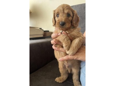 Muhteşem poodle kardeşler