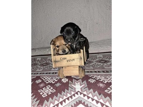 İki adet erkek pinscher köpek ikisi de 2 aylık