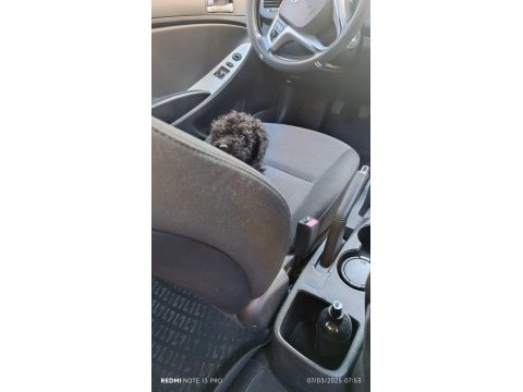 Siyah toy poodle köpeği