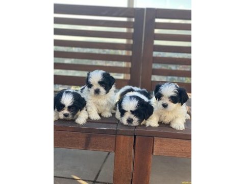 Shih tzu (şitsu)