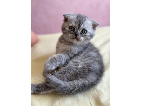 Scottish fold 1,5 aylık