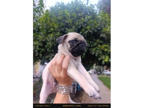 Erkek çiş pedi eğitimli pug bebeğimiz