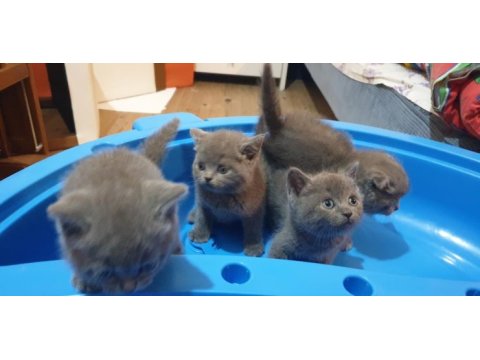 British shorthair ve scottish fold yavrular