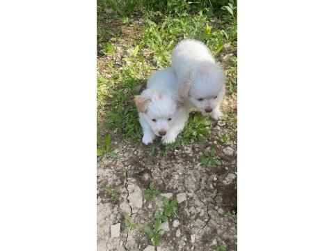 Dost canlısı küçük ırk dişi ve erkek süs köpeği