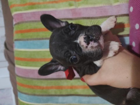 Safkan yakışıklı french bulldog bebek