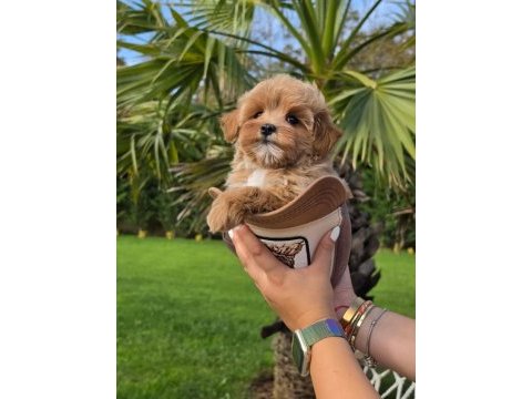 Özel micro maltipoo yavruları