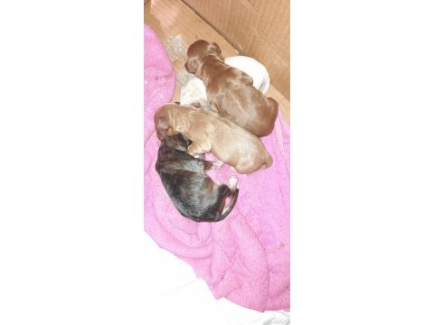 Nadir bulunan 4 renk merle poodle