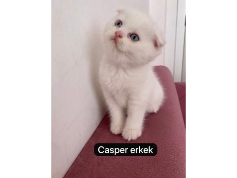 Ev ortamından scottish fold