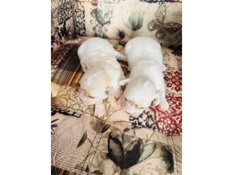 White maltese anne baba şecereli bembeyaz renk garantili