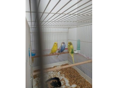 Takım yavru dişi erkek muhabbet kuşu