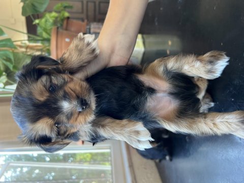 Yorkshire terrier yavrularımız mamaya başladı sağlıklı