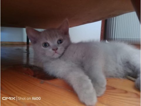 Son iki yavru british shorthair