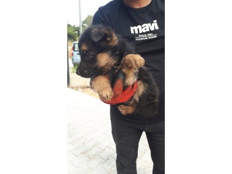 Alman kurdu yavrucuklar