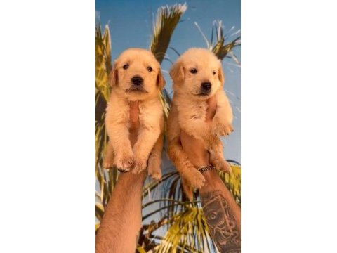 Erkek dişi golden retriever yavrularımız