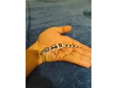 Yavru leopard geckolar