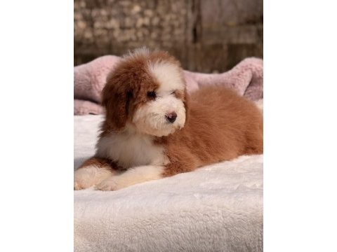 Standart dev poodle yavrular