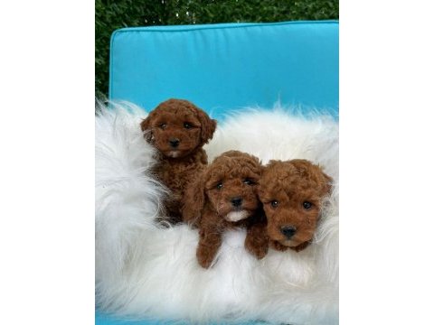 Toy poodle yavrularımız