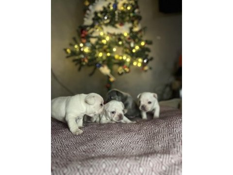 Egzotik french bulldog yavrularımız rezerveye açılmıştır