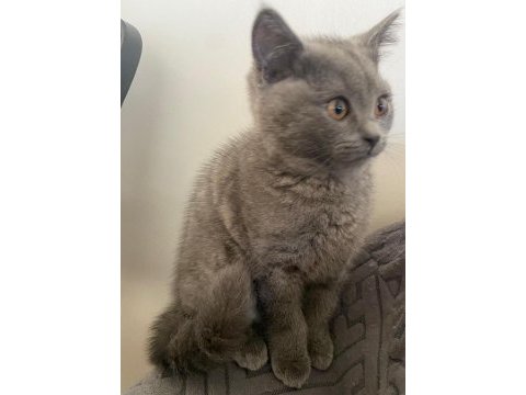 Orjinal british shorthair yavrular