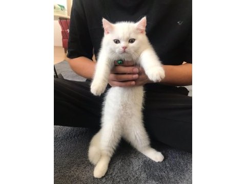 2.5 aylık british longhair kızımız