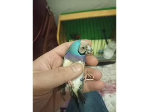 Goldian finch gökkuşağı ispinozu