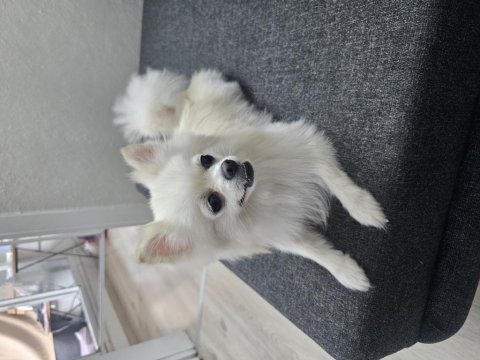 Yavru pomeranian ve anne