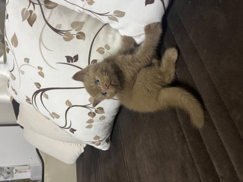 Cinnamon british shorthair