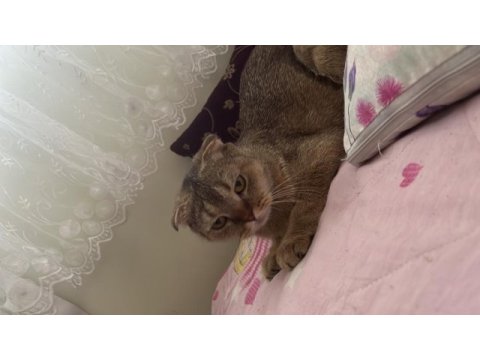 Scottish fold ny25 3 yaşında