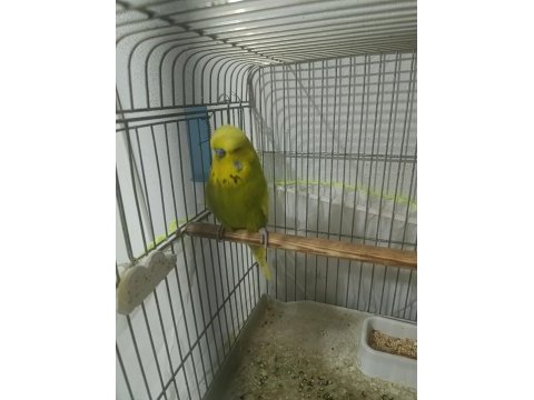 Show jumbo muhabbet kuşu