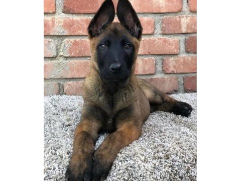 2 aylık belçika kurdu (malinois) yavrularım