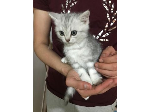 3 aylık yavru british shorthair