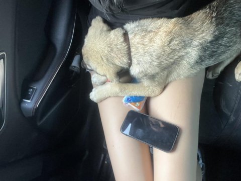 Köpeğim cesur