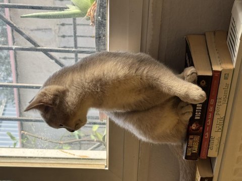 Bej renk british pamuk oğlum